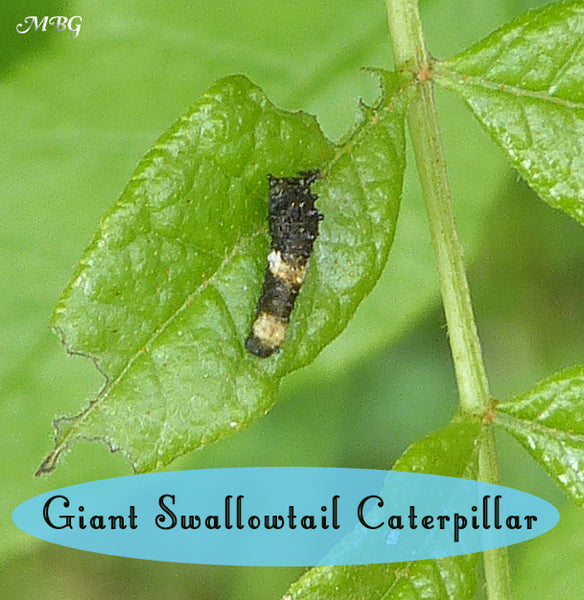 giant caterpillar