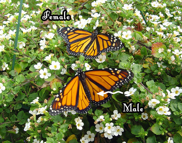 Can you spot the differences between this monarch male and female? More photos and info on how to distinguish monarch females from their male counterparts.