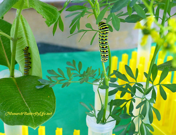 Eastern black swallowtail caterpillars can feed on a variety of host plants, including common rue. Discover other host plants you can grow in your garden to support them...