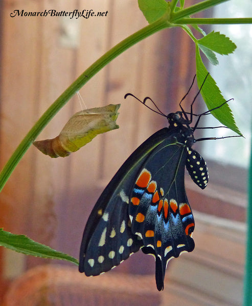 Eastern black swallowtails must hang down for their wings to dry properly after emerging from a chrysalis. This is a vulnerable part of metamorphosis, so make sure they can dry in a safe place if raising them.