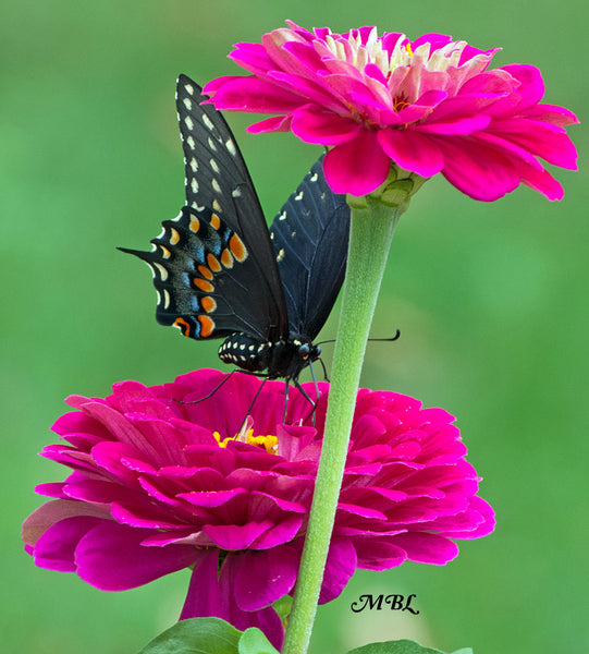 An eastern black swallowtail adds more beauty to the butterfly garden- learn how to raise them through the butterfly life cycle and release them in yours...