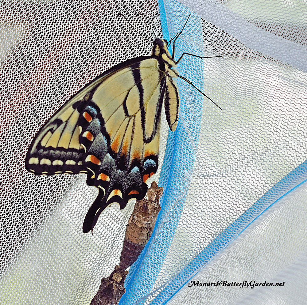 An eastern tiger swallowtail male emerges from swallowtail chrysalis