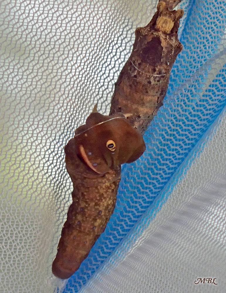 This tiger swallowtail caterpillar attached himself to the bottom of another chrysalis. Thankfully, this did not cause any issues for the emerging butterflies- Raising Eastern Tiger Swallowtail Life Cycle