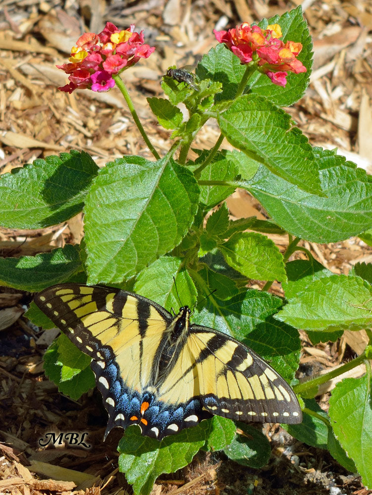 Eastern Tiger Swallowtail can be distinguished from the males by the blue coloration of the bottom of their hindwings