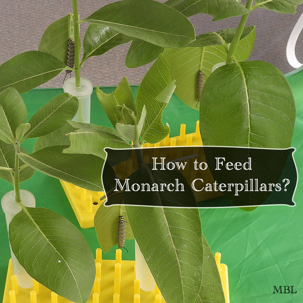 Monarch caterpillar food ideas- 5 Ways to make milkweed last longer by using milkweed lead and stem cuttings.