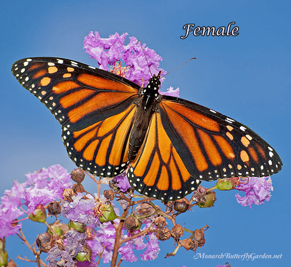 How Does this Monarch Female look Different from her Male Counterpart? See photos that illustrate the differences...