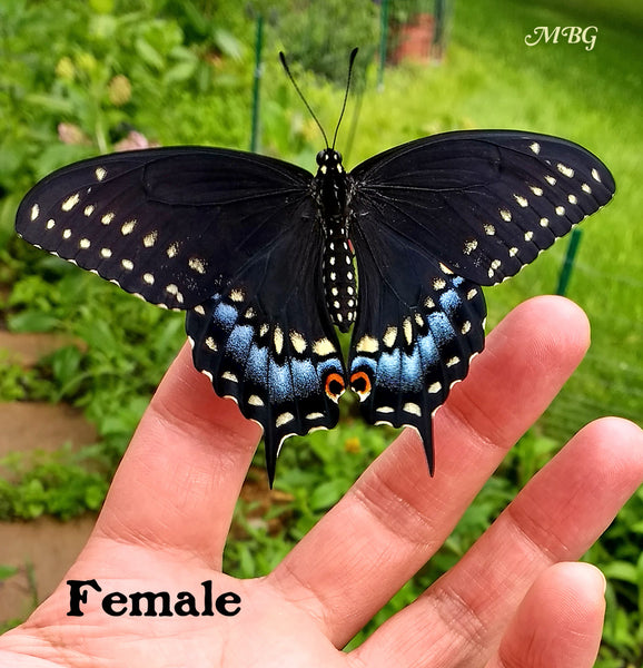 The female eastern black swallowtail has less prominent yellow markings, and more blue hindwing hue than her male counterpart. Check him out here...