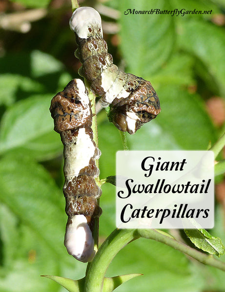 Giant Swallow Caterpillars are camouflaged as bird droppings, while also taking on a snake-like appearance to make potential predators think twice. Learn how to raise these cool cats at home