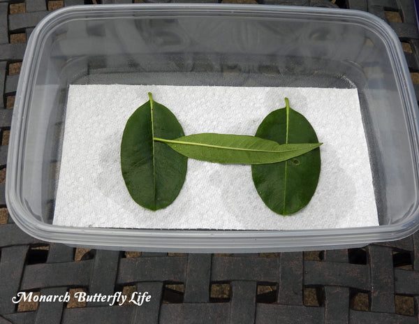 Monarch Egg Hatchery- Plastic Food Storage Containers are a great place for hatching monarch eggs. Secure the lid to keep the leaves from drying out and to keep your baby caterpillars from escaping.