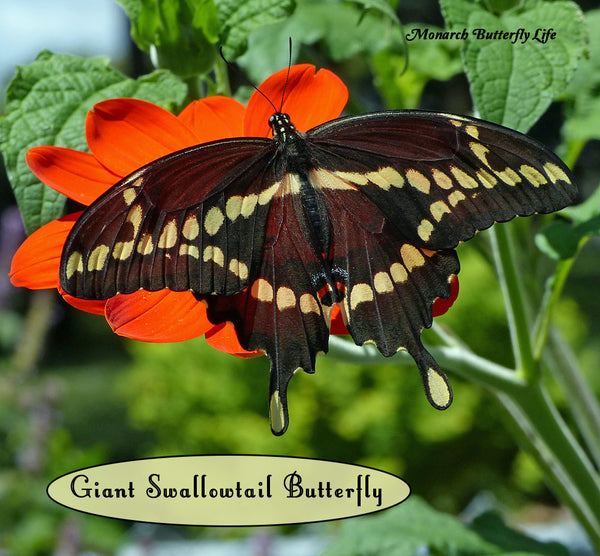 How to Raise Giant Swallowtail Butterflies for Release back to Nature. Support the Butterfly Life Cycle and Save the Butterflies!