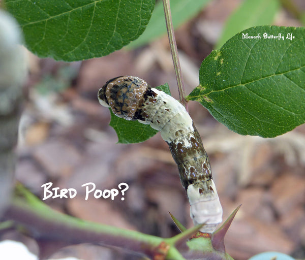 Giant Swallowtail Caterpillar- Bird Poop Mimicry to fool hungry predators