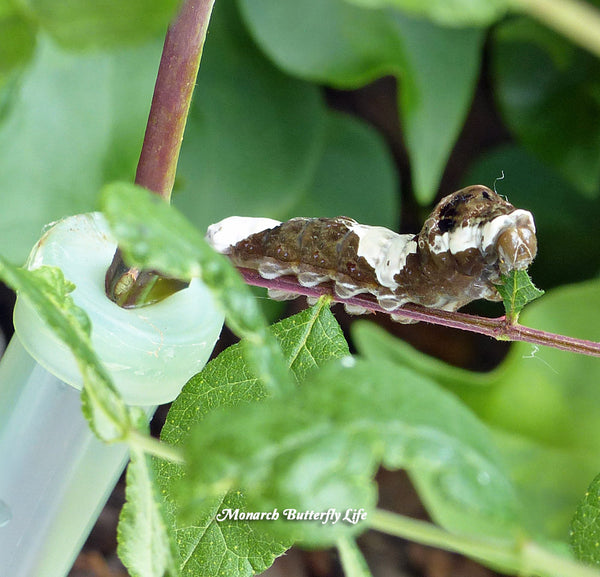 Prickly ash is an excellent host plant to feed giant swallowtail caterpillars if you taking a couple precautions to avoid its thorny disposition.