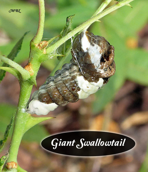 A Giant Swallowtail Caterpillar prepares for the next stage of the Butterfly Life Cycle