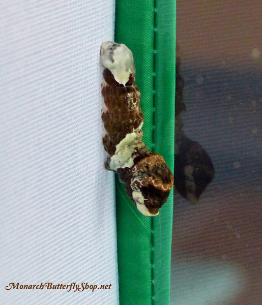 Where will your giant swallowtail caterpillar form its chrysalis? The Joy of Raising Giant Swallowtail Butterflies 