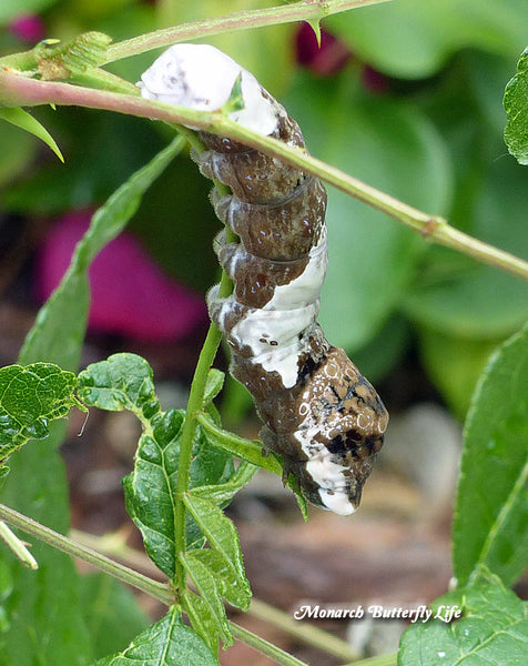 Large giant swallowtail caterpillars mimic the appearance of a small snake...could this protect them from dangerous garden predators? More info on the Giant Swallowtail Life Cycle and how to raise them indoors...