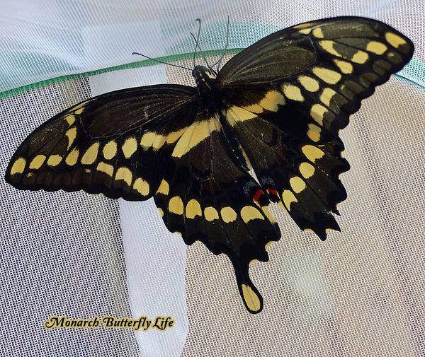 It's only a matter of time before many swallowtails lose one or both of their tails. Thankfully, this doesn't affect their ability to fly. 