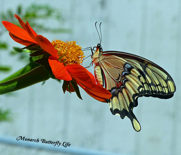 If you see Giant Swallowtails from a ventral view (underside of the wings) they look like a completely different butterfly than the mostly black butterfly you see fluttering through your garden. See more photos of the giant swallowtail butterfly life cycle...