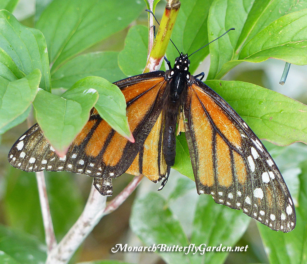 Raise the Migration- Laying Monarch Eggs