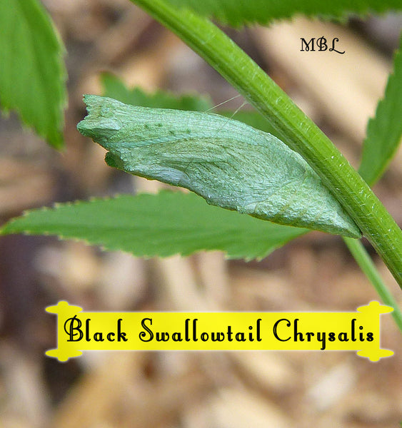 Eastern black swallowtail chrysalises are often green in spring, which many believe is a defense mechanism against predators which allows them to go unnoticed against the spring background. See what emerges...