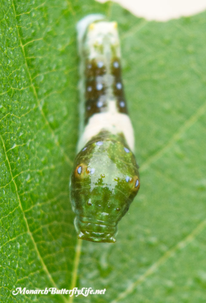 The instar 3 swallowtail caterpillar is going through that awkward teenage phase- raising eastern tiger swallowtails through the butterfly life cycle
