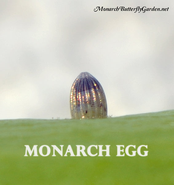A healthy monarch egg will turn dark on top a few hours before hatching. This is the baby monarch caterpillar's head about to eat its way to freedom...