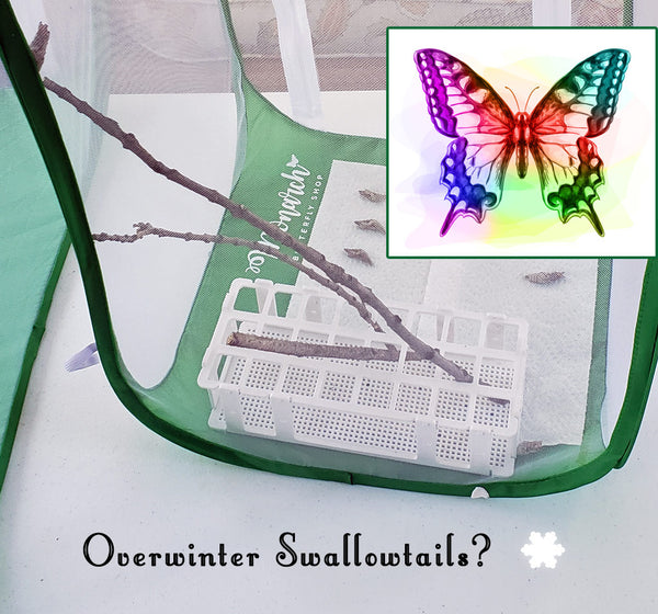 Not sure how to keep your swallowtail chrysalises safe over winter? This method has worked really well for us, and could work for your overwintering swallowtails too...
