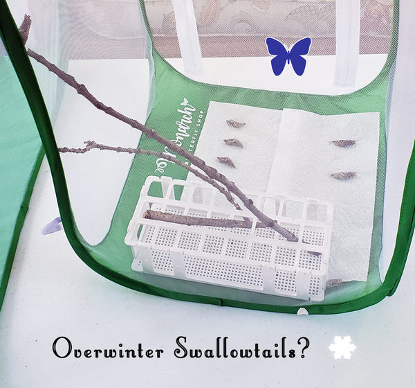 Not sure how to keep your swallowtail chrysalises safe over winter? This method has worked really well for us, and could work for your overwintering swallowtails too...