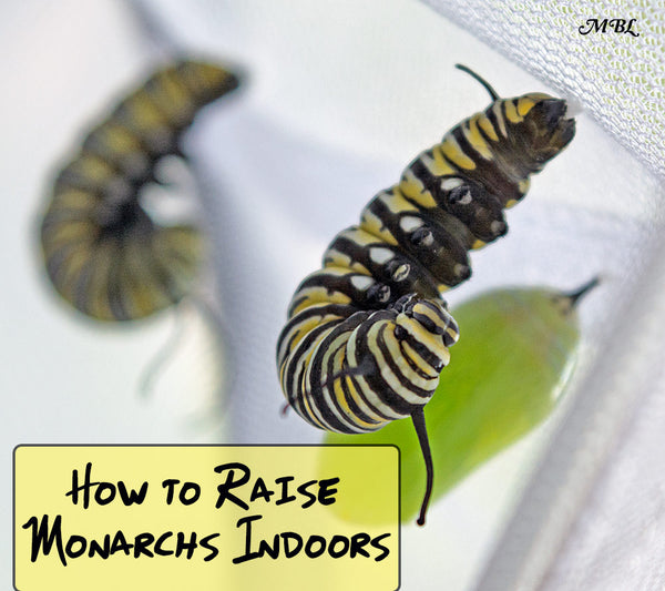 Discover How to Raise Monarch Butterflies Inside to increase their survival rate from under 5% to over 90% with these indoor raising tips.