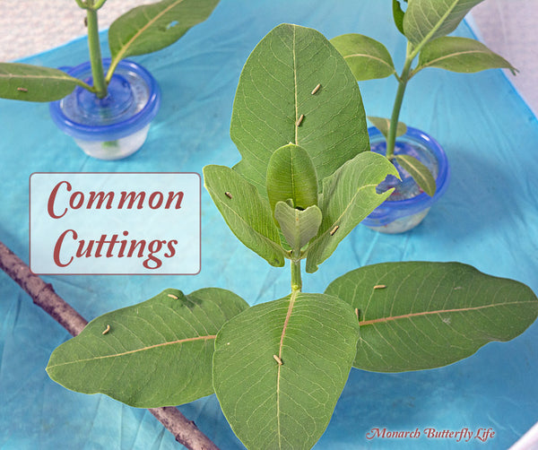 Use milkweed stem cuttings to keep milkweed fresh for days when raising monarch butterflies inside.