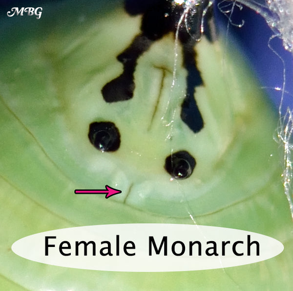 How can you tell the sex of a monarch by looking at its chrysalis? Male vs Female Chrysalis and Butterfly Photos