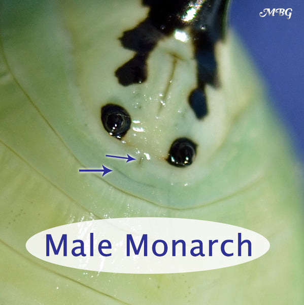 How can you tell the sex of a monarch by looking at its chrysalis? Learn how to sex monarch chrysalides and butterflies.
