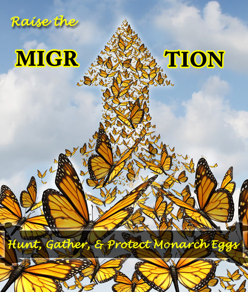 How to Hunt, Gather, and Protect Monarch Eggs- Raise The Migration