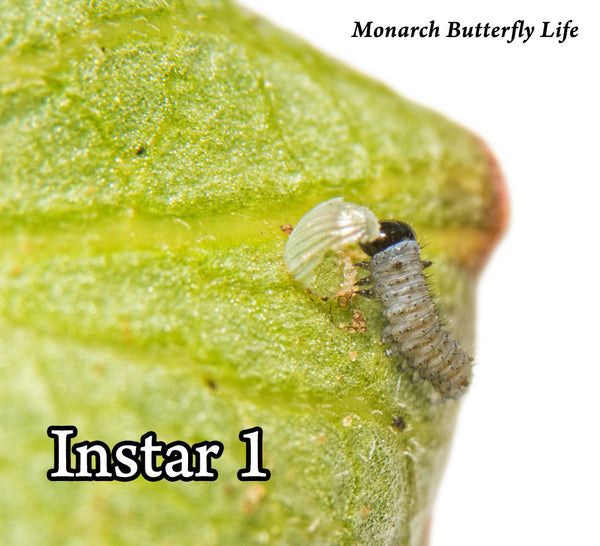 Instar 1 Monarch Caterpillar eating egg shell