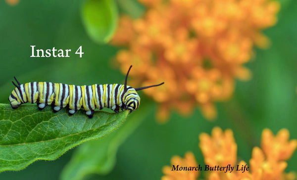 Instar 4 Monarch Caterpillar Asclepias Tuberosa