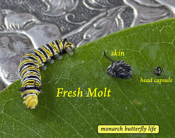 instar 4 to 5 monarch caterpillar after molting