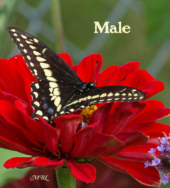 The male eastern black swallowtail has more prominent yellow markings, and less blue hindwing hue than his female counterpart. Check her out here...