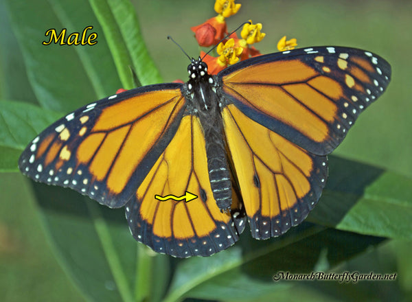 Close Up Butterfly Photos that Illustrate the Differences between Monarch Males and Females