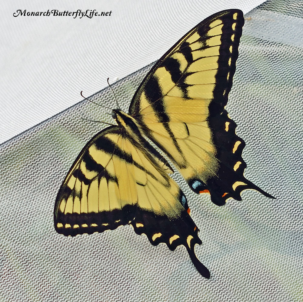 Raising Eastern Tiger Swallowtails- an eastern tiger swallowtail male sun dries in his cage outside before being released back to nature