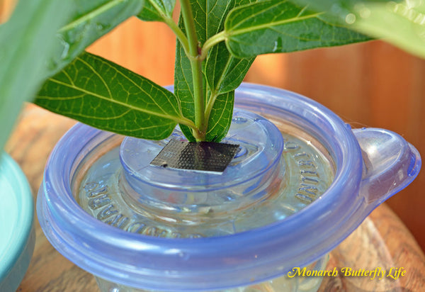 When using milkweed stem cuttings inside food containers to feed caterpillars, we use duct tape to cover any open areas to prevent accidental drownings.