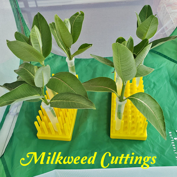 use milkweed cuttings- an easier way to feed monarch caterpillars and keep milkweed fresh