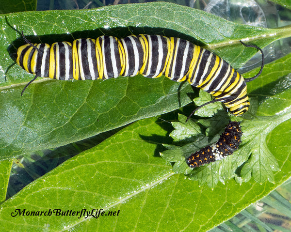 is it OK to Raise Black swallowtails and Monarchs together in the same Raising Cage? This is what we do...