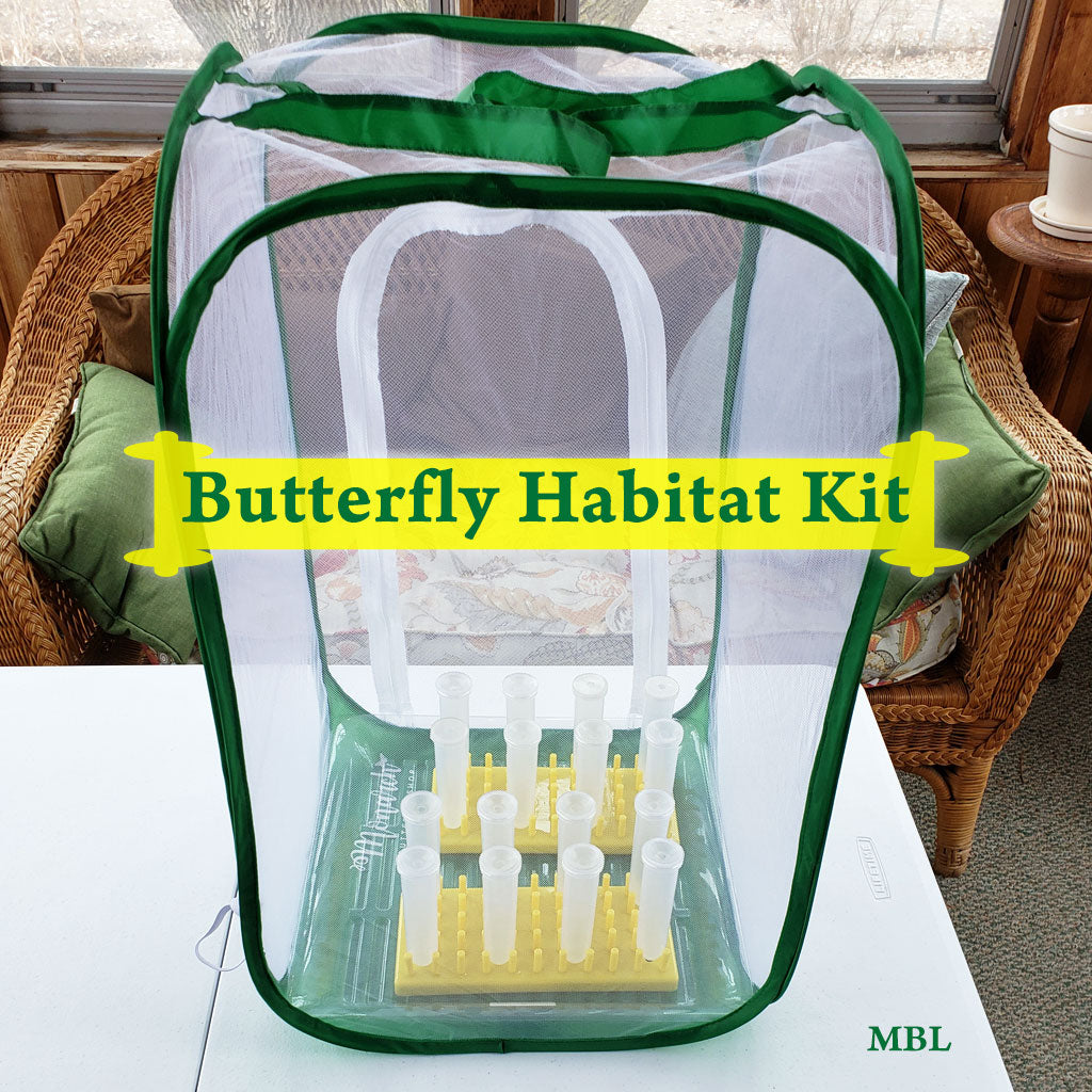 Monarch Butterfly Kits to Raise Baby Caterpillars into Butterflies –  Monarch Butterfly Life