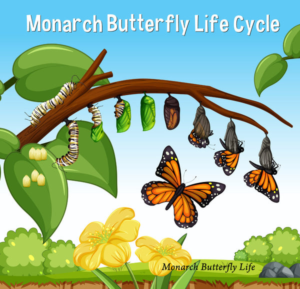 monarch butterfly life cycle stages across branch