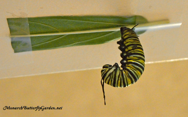 Raising Monarch butterflies through the butterfly life cycle- What can you do if a caterpillar decides to pupate on a milkweed leaf + other common chrysalis problems