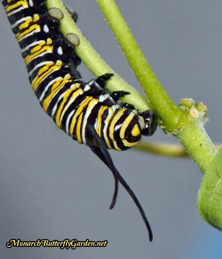 Mechanical Failure- This monarch caterpillar didn't survive because its face cap wouldn't dislodge after molting. The poor cat was unable to eat another milkweed meal.
