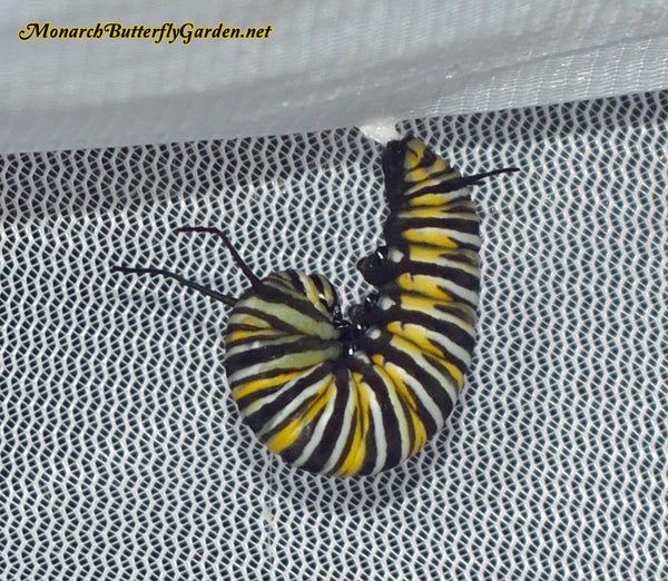 Monarch Caterpillar Healthy Development Pre Chrysalis
