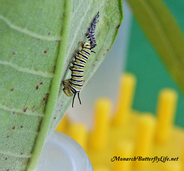 A Monarch Caterpillar After Shedding its skin and face cap