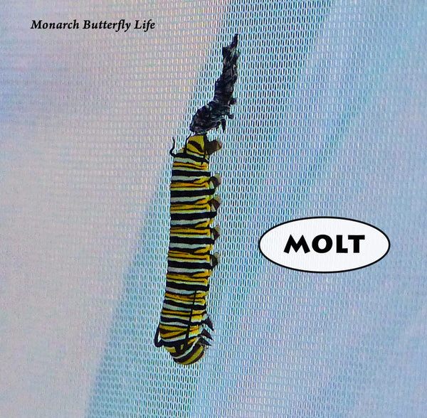 Monarch caterpillars position themselves head down when they are about to molt (shed their skin)