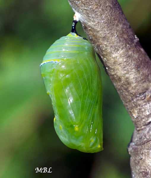 monarch chrysalis attached to branch with silk