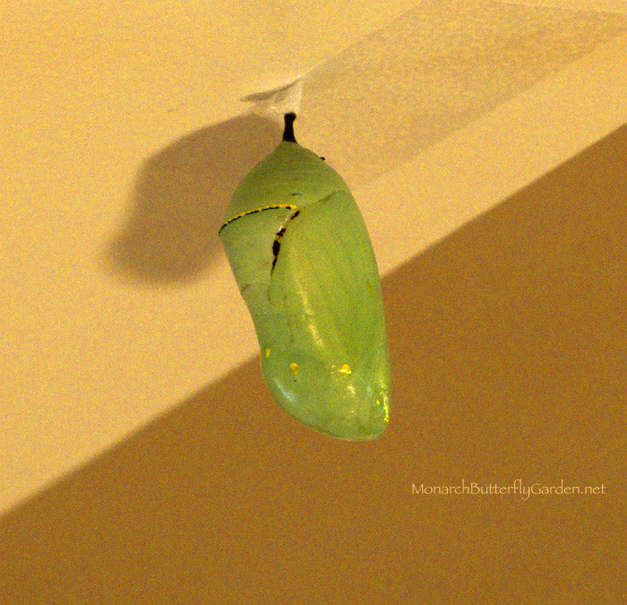 Illness or Injury? Monarch Chrysalis with extra black lines